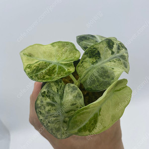 알로카시아 닌자바리 트리컬러 2촉