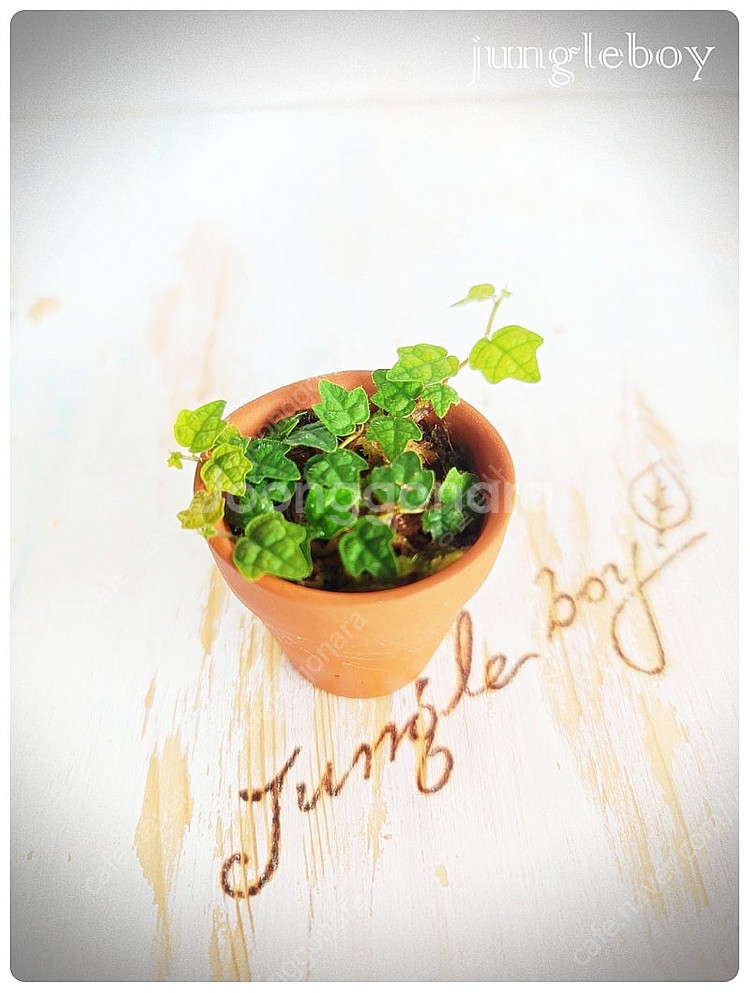 테라리움 비바리움 팔루다리움 정글식물 벌레잡이제비꽃 프리뮬리플로라 제주애기모람 바리에가타 신테니시 식충식물 아프리카...--0