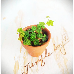 테라리움 비바리움 팔루다리움 정글식물 벌레잡이제비꽃 프리뮬리플로라 제주애기모람 바리에가타 신테니시 식충식물 아프리카식물 희귀식물 레어식물 식물재테크 제라늄 솔라늄 베고니아 분양