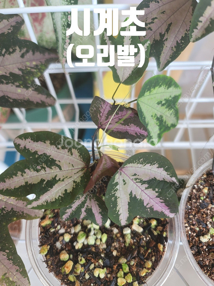 테라리움 비바리움 팔루다리움 정글식물 벌레잡이제비꽃 프리뮬리플로라 제주애기모람 바리에가타 신테니시 식충식물 아프리카...--8