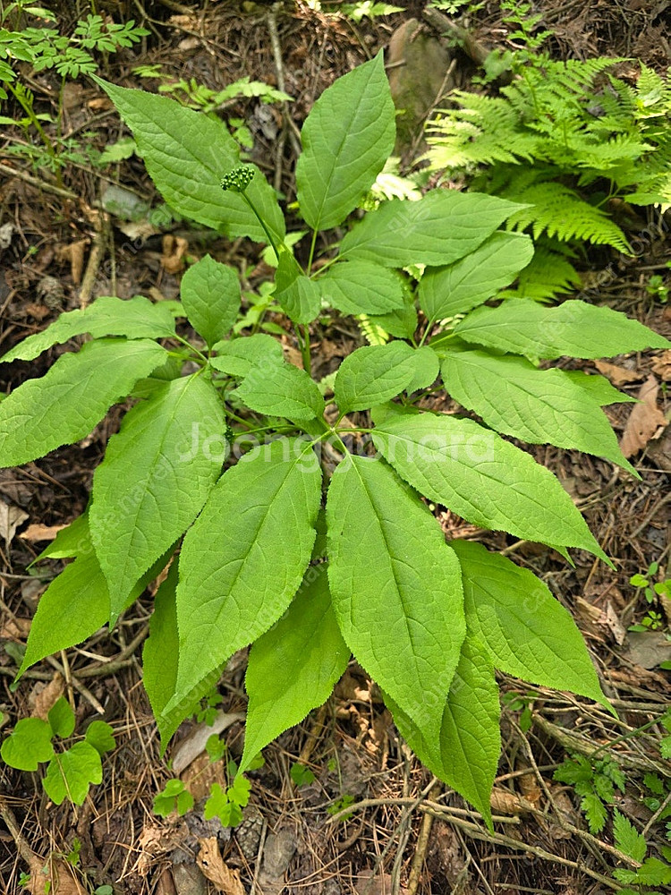 자연산산삼 팝니다--1