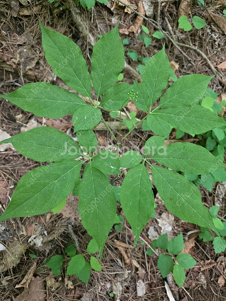 자연산산삼 팝니다--3