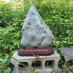 청송 꽃돌 백장미 수석