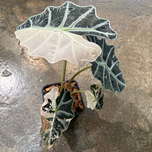 알로카시아들 다수 분양합니다. 택배가능합니다. (베놈, 아마조니카핑크바리, 무늬관엽, 희귀관엽)