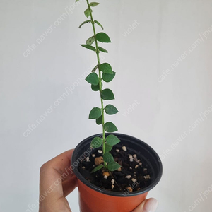 호야 칭흥엔시스, 서펜스, 폴리네우라 바리, 로리린, 벨라루이스부아