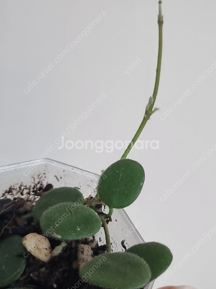 호야 칭흥엔시스, 서펜스, 폴리네우라 바리, 로리린, ...--3