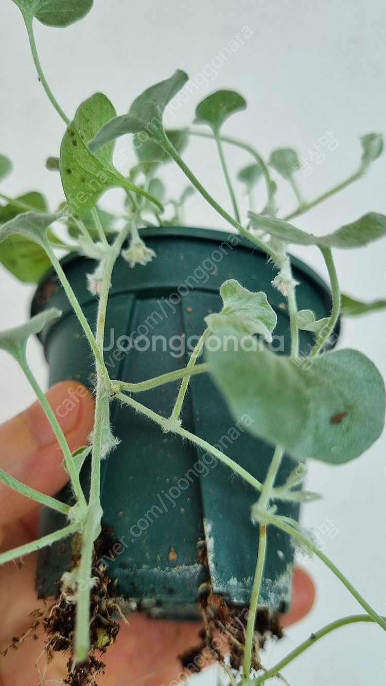 솔트부쉬,아카시아,무늬 고무나무,바로크 고무나무,휘커스...--0