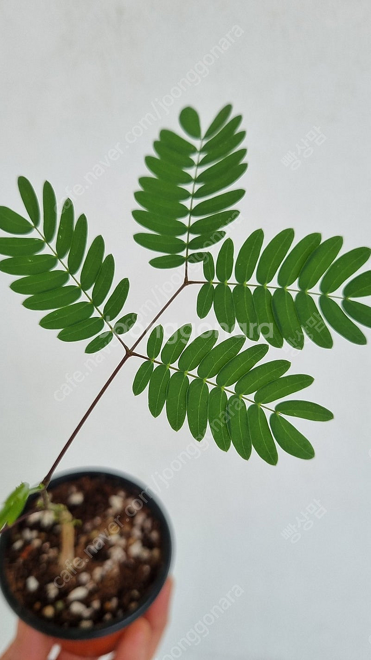 솔트부쉬,아카시아,무늬 고무나무,바로크 고무나무,휘커스...--8