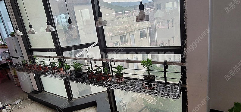 식물등구합니다.--0