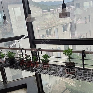 식물등구합니다.