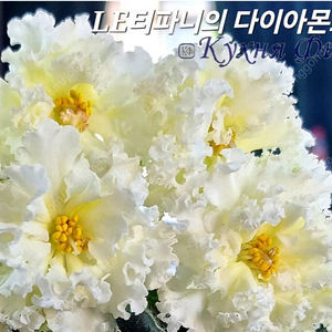 노란장미 제라늄아님 러시아바이올렛 5종 일괄분양 합니다