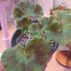 제라늄3종