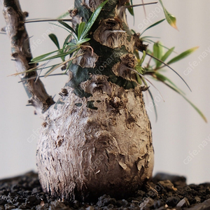 Fouquieria purpusii 포퀘리아 펄푸시 포우퀴에리아 푸르푸시 Caudex agave 아프리카 식물 괴근식물 그락실리우스