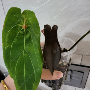 안스리움 레드스파이더(카르텔다운 개체)