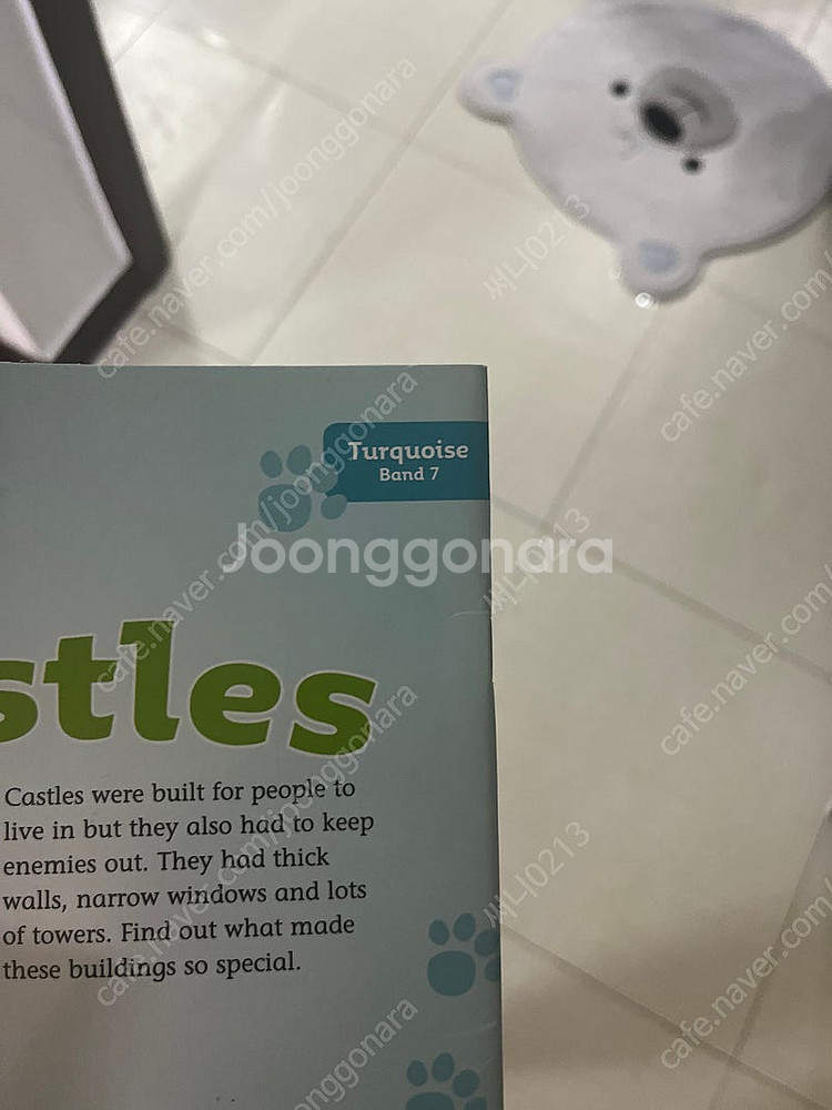 빅캣 big cat turquoise--3
