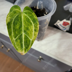 안스리움 파필 하브 바리에가타(화이트)