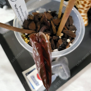 안스리움 자라(F4)닥터블락 네임택 포함