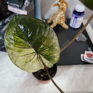 알로카시아 세렌디피티 옐로우 바리에가타
