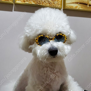 강아지체어 팝니다