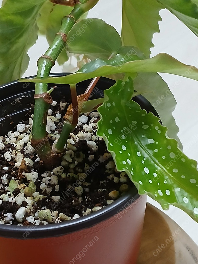 목베고니아 분양--1