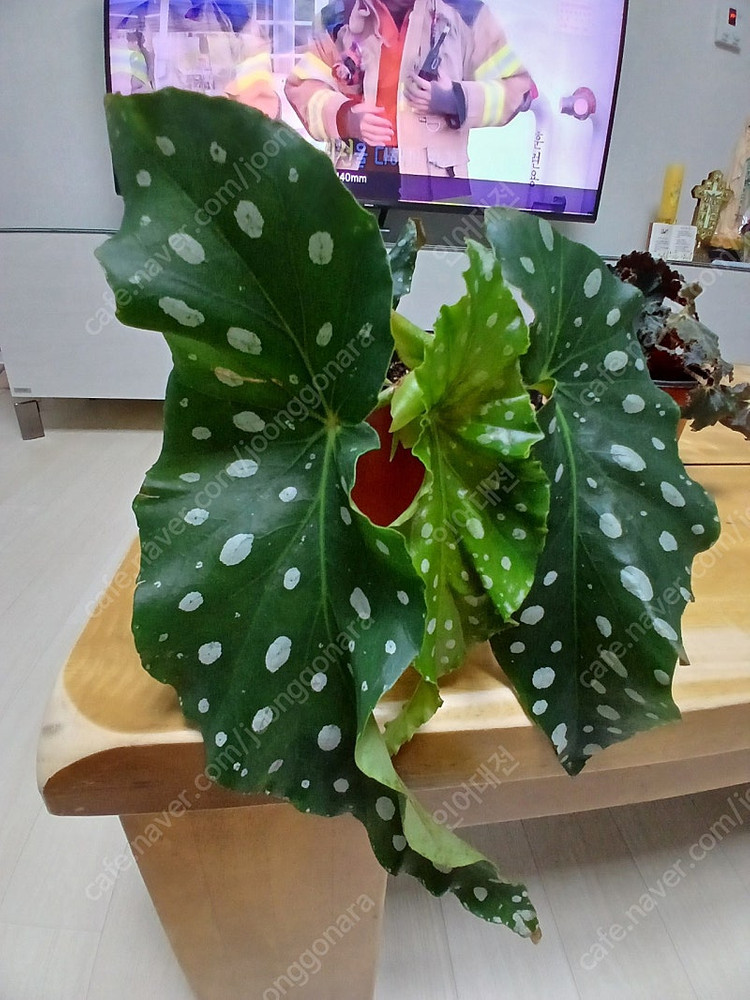 목베고니아 분양--2