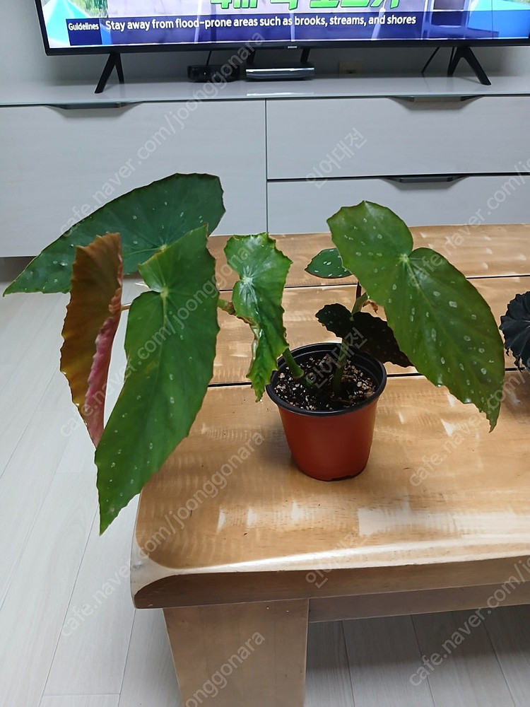 목베고니아 분양--3