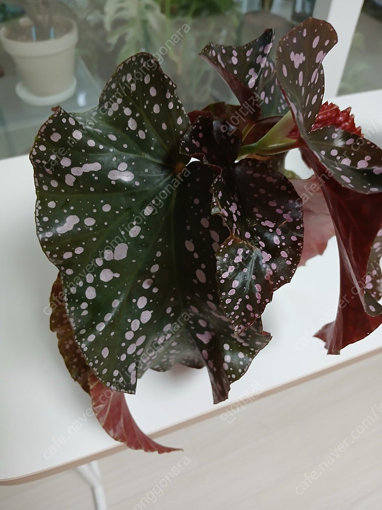 목베고니아 분양--5