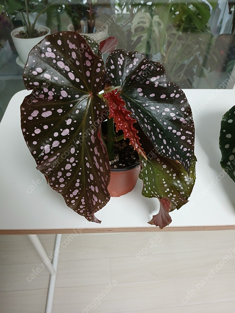 목베고니아 분양--6