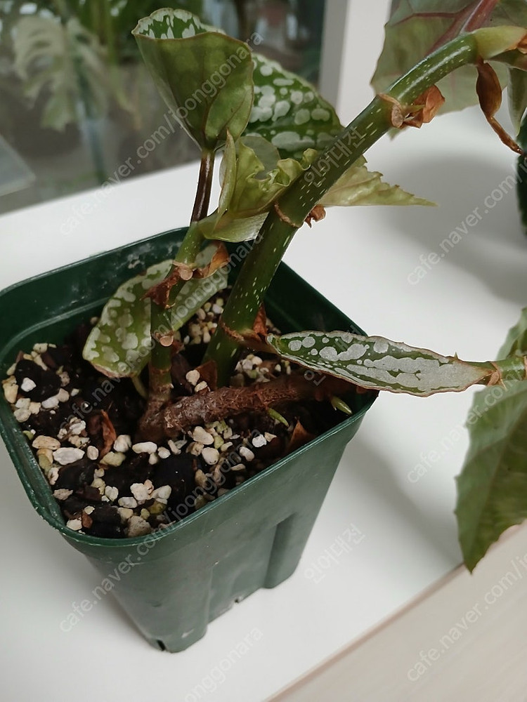 목베고니아 분양--8