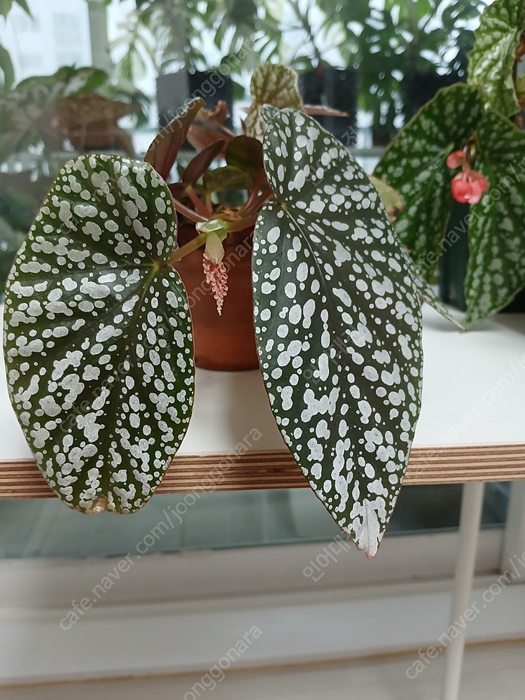 목베고니아 분양--9