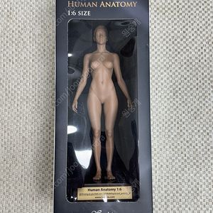 스컬피아 1:6 여자 인체 피규어