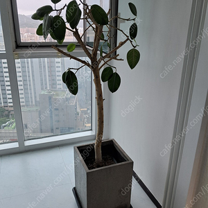 벵강고무나무 대형화분 판매합니다.