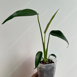 딜라체라타 (버럴막스 플레임)