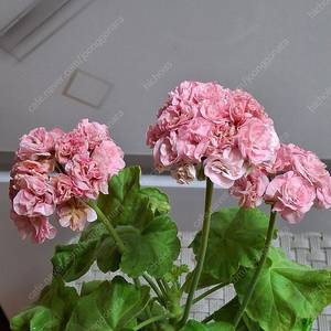 제라늄 리사퐁네프 대품