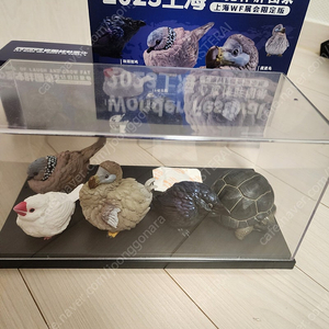 동물행성 심광체반 WF2023 상하이 전시회 한정판, 알다브라코끼리거북 한정판, 설가타 거북 팝니다