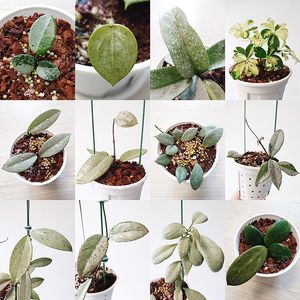 호야 마틸드 스플래쉬(마틸다), 호야 민트코인, 호야 윌버그레이브 풀실버, 호야 리네아리스, 호야 뉴기니아고스트, 호야 푸비칼릭스 핑크고스트(호야 핑고), 호야 실버하트, 호야 실