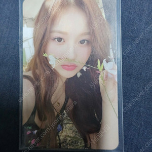 엔믹스 설윤 mixxpedia pick la 포카 포토카드