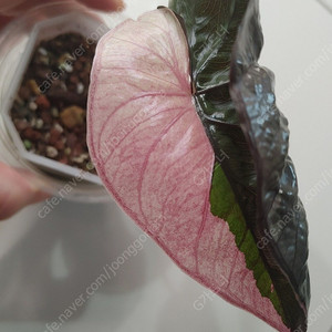 알로카시아 세렌디피티 바리에가타 분양