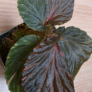 베고니아 바리게이타 다크핑크 Begonia sp Variegated DarkPink (안스리움 X)