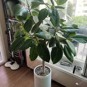 뱅갈고무나무 대형화분