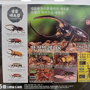 반다이 생물대도감 장수풍뎅이 딱정벌레 8탄 ​ 폴리페무스 귀신꽃무지 (레드)
