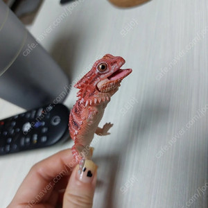 반다이 생물 대도감 렙티 털수염도마뱀