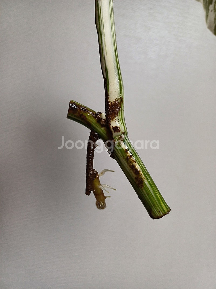 몬스테라 산반무늬 알보, 옐몬 무천묘(가격내렸어요)--2