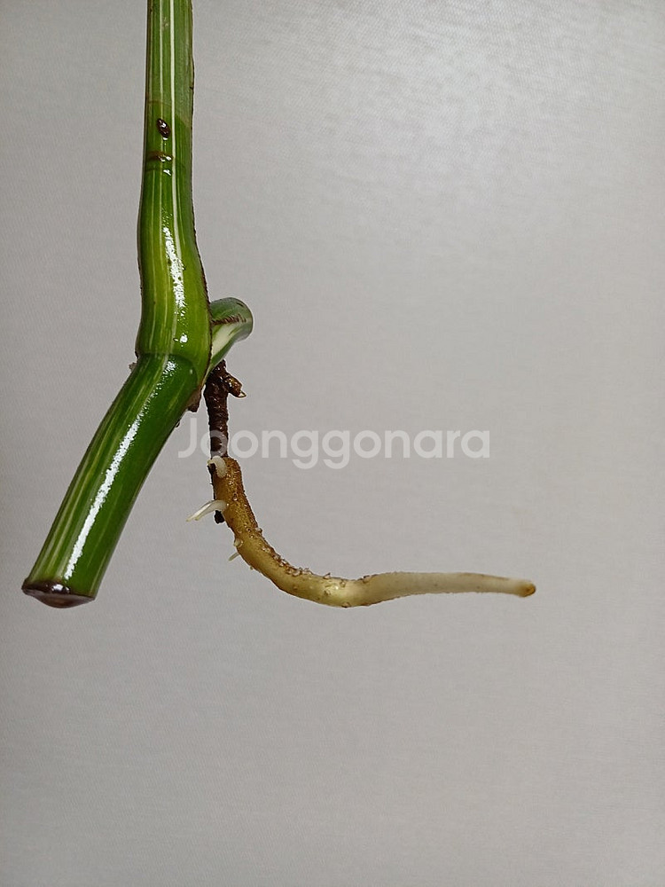 몬스테라 산반무늬 알보, 옐몬 무천묘(가격내렸어요)--3