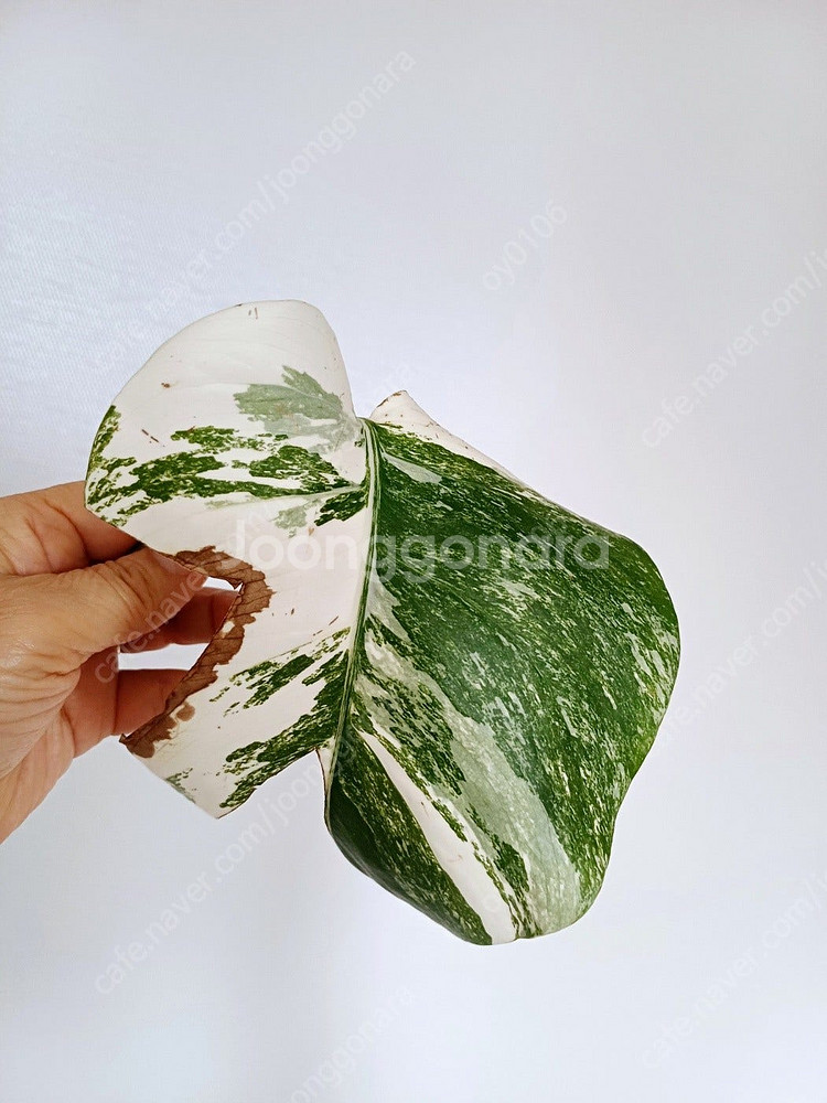 몬스테라 산반무늬 알보, 옐몬 무천묘(가격내렸어요)--7