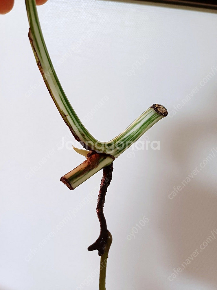 몬스테라 산반무늬 알보, 옐몬 무천묘(가격내렸어요)--8