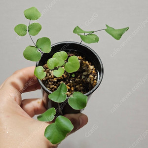 아프리카고사리 Pellaea Calomelalnos