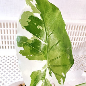 알로카시아 오키나와실버