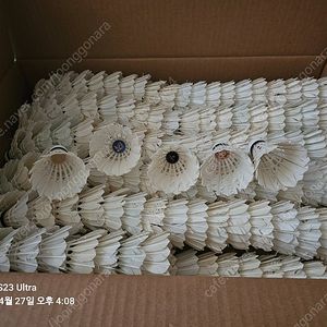 연습용 셔틀콕