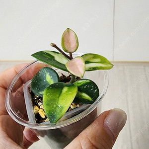 호야 마틸드 바리에가타